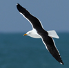 1cy fuscus in August, ringed in Finland. (81365 bytes)